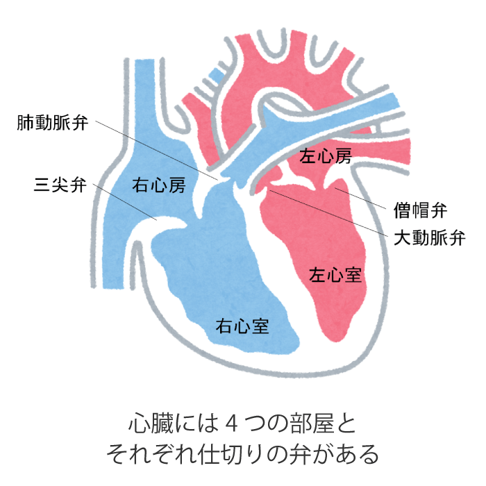 心臓には4つの部屋とそれぞれ仕切りの弁がある|産業医科大学 医学部 心臓血管外科